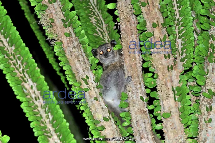 : White-footed Sportive Lemur - on Alluaudia spiny plant : White-footed Sportive Lemur - on Alluaudia spiny plant