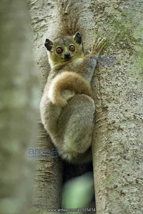 : White-footed Sportive Lemur - Climbing tree : White-footed Sportive Lemur - Climbing tree
