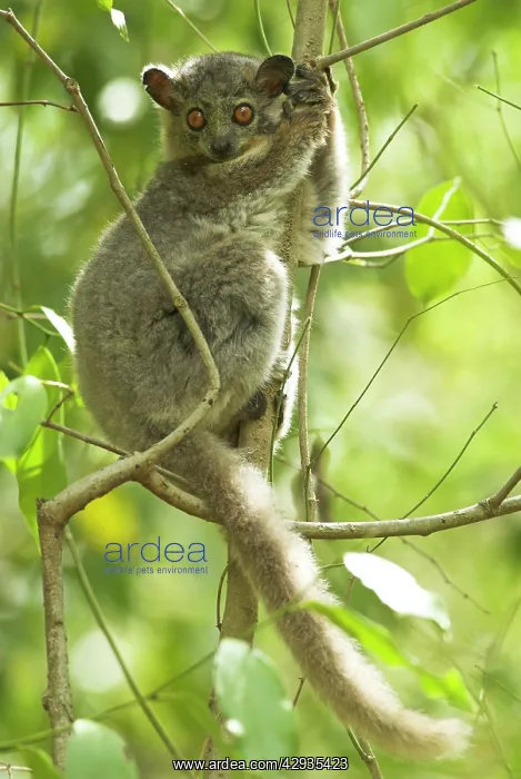 : White-footed Sportive Lemur - In tree : White-footed Sportive Lemur - In tree