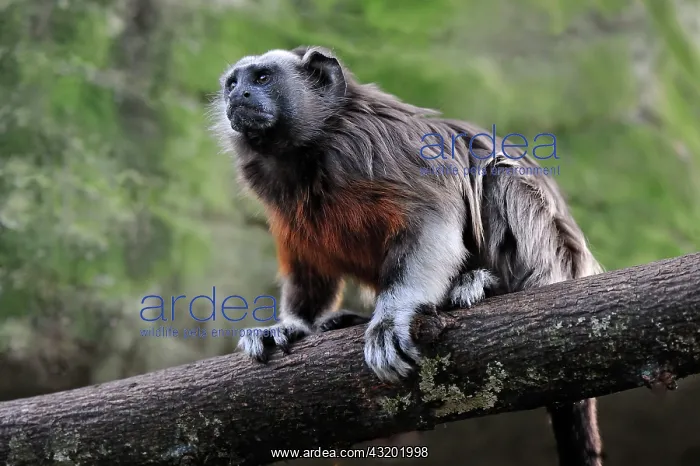 : White-footed Tamarin / Silvery-brown Bare-faced : White-footed Tamarin / Silvery-brown Bare-faced