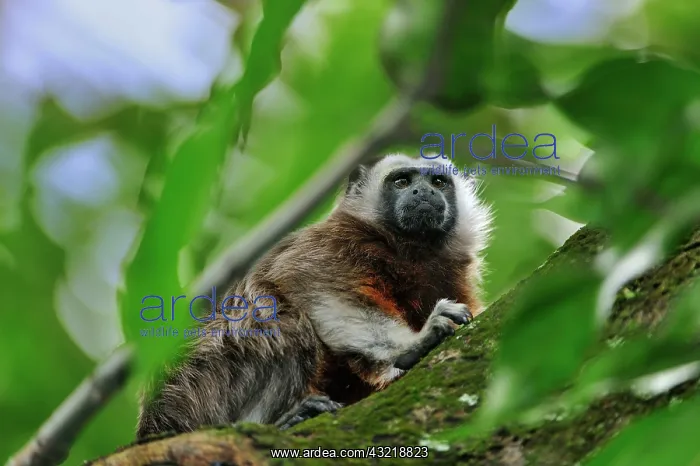 : White-footed Tamarin / Silvery-brown Bare-faced : White-footed Tamarin / Silvery-brown Bare-faced