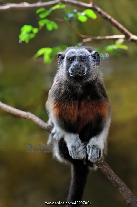 : White-footed Tamarin / Silvery-brown Bare-faced : White-footed Tamarin / Silvery-brown Bare-faced