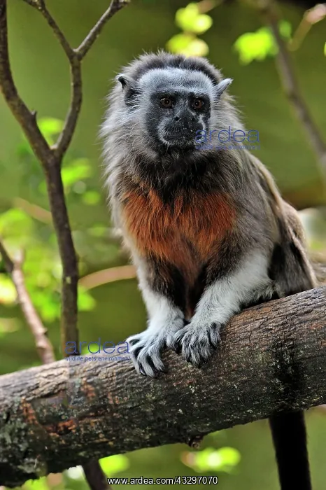 : White-footed Tamarin / Silvery-brown Bare-faced : White-footed Tamarin / Silvery-brown Bare-faced