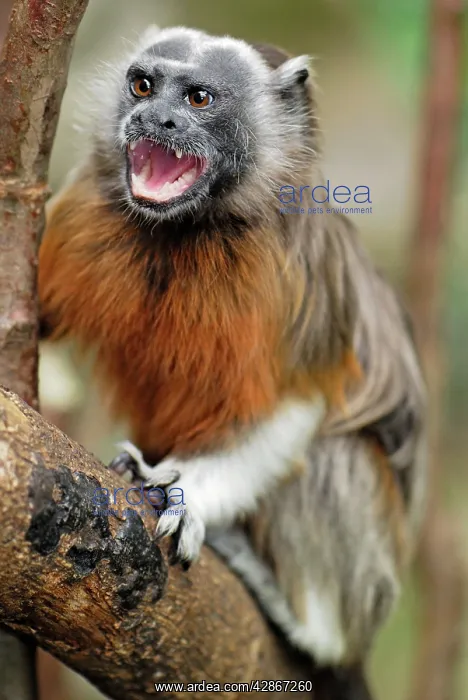 : White-footed Tamarin / Silvery-brown Bare-faced Tamarin : White-footed Tamarin / Silvery-brown Bare-faced Tamarin