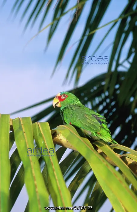: White-fronted Amazon Parrot : White-fronted Amazon Parrot
