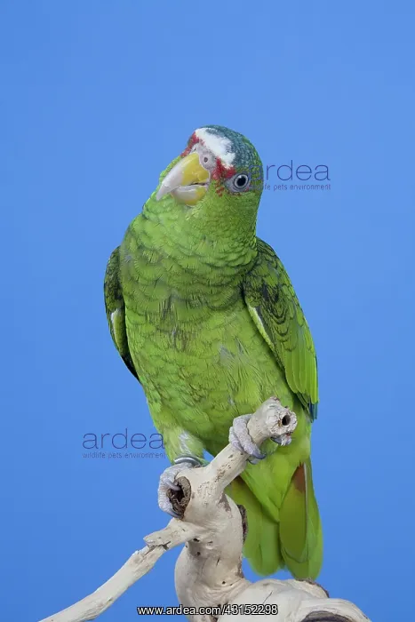 : White-fronted Amazon Parrot : White-fronted Amazon Parrot