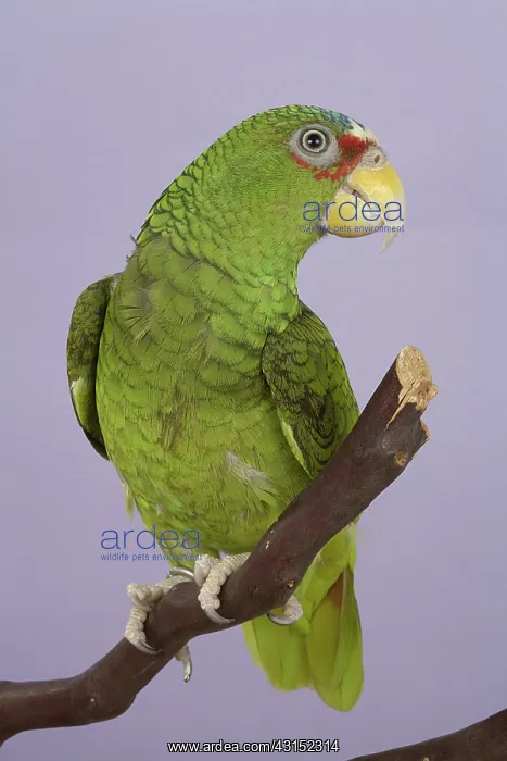 : White-fronted Amazon Parrot : White-fronted Amazon Parrot