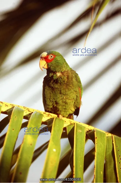 : White-Fronted Amazon Parrot : White-Fronted Amazon Parrot