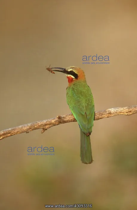 : White-Fronted Bee-eater : White-Fronted Bee-eater