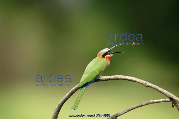 : White-fronted Bee-eater : White-fronted Bee-eater