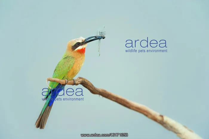 : White-fronted Bee-eater : White-fronted Bee-eater