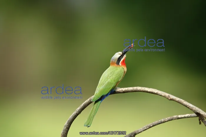 : White-fronted Bee-eater : White-fronted Bee-eater