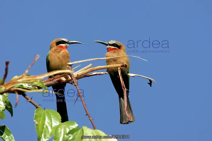 : White-fronted Bee-Eater - two on branch : White-fronted Bee-Eater - two on branch