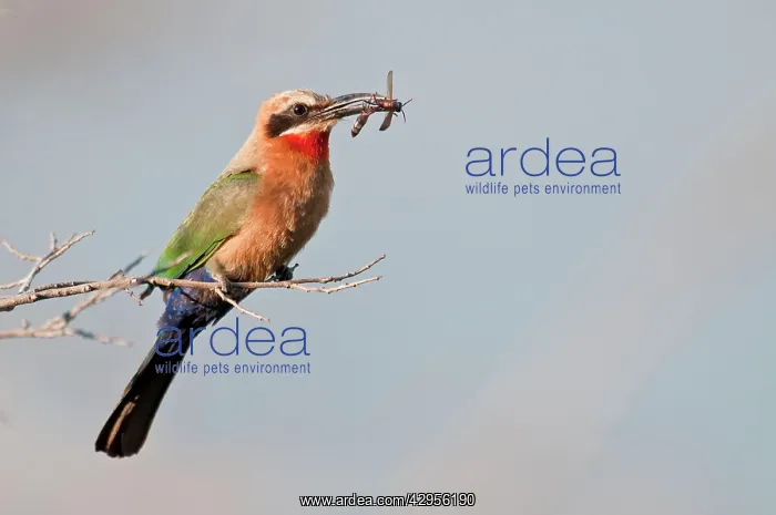 : White-fronted Bee-Eater - with insect food in bill : White-fronted Bee-Eater - with insect food in bill