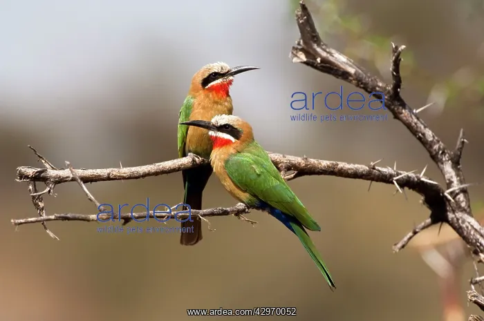 : White-fronted Bee-eater - pair on branch