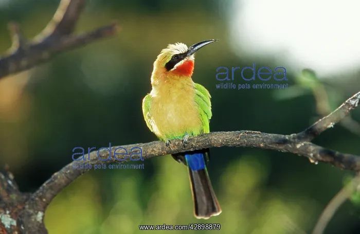 : White-fronted BEE-EATER - perched : White-fronted BEE-EATER - perched