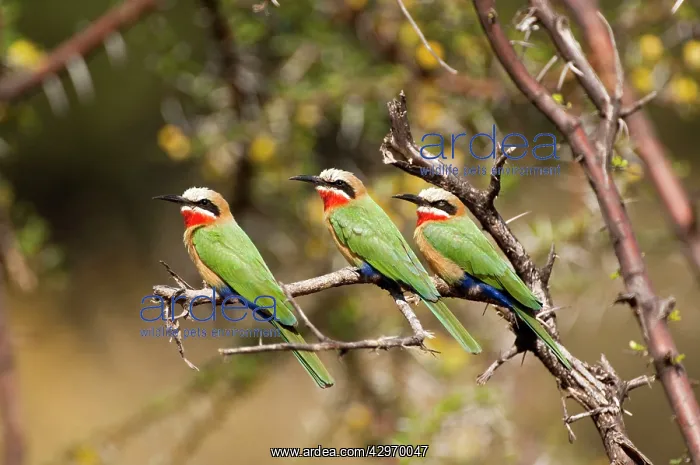 : White-fronted Bee-eater - three sitting on branch : White-fronted Bee-eater - three sitting on branch