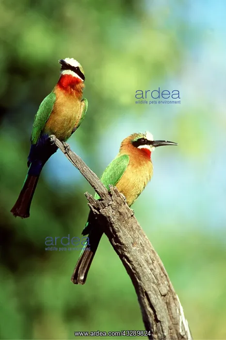 : WHITE-FRONTED BEE-EATER - x two perched on branch : WHITE-FRONTED BEE-EATER - x two perched on branch