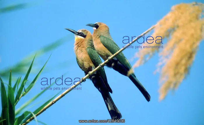 : White-fronted Bee-eaters : White-fronted Bee-eaters