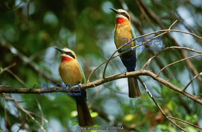 : White-Fronted Bee-Eaters : White-Fronted Bee-Eaters