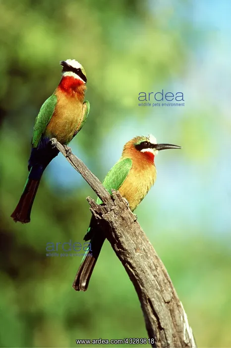 : White-Fronted Bee-Eaters - x two, perched on branch : White-Fronted Bee-Eaters - x two, perched on branch