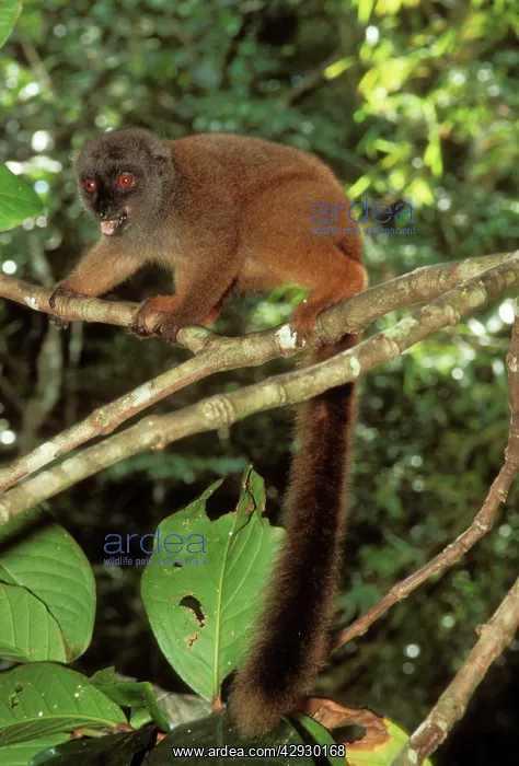 : White-fronted Brown Lemur - female : White-fronted Brown Lemur - female