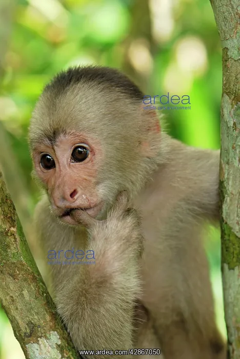 : White-fronted Capuchin : White-fronted Capuchin