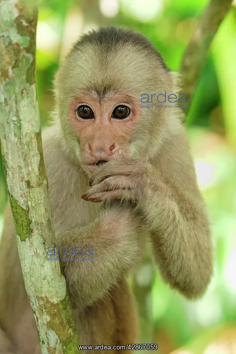 : White-fronted Capuchin : White-fronted Capuchin