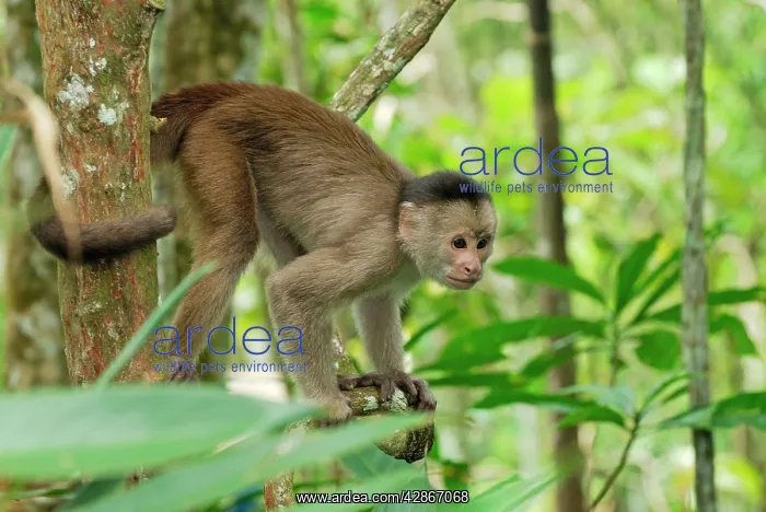 : White-fronted Capuchin : White-fronted Capuchin