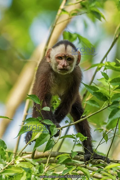 : White-fronted Capuchin, Magdalena Valley, Colombia : White-fronted Capuchin, Magdalena Valley, Colombia