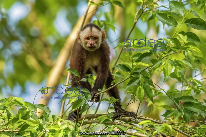 : White-fronted Capuchin, Magdalena Valley, Colombia : White-fronted Capuchin, Magdalena Valley, Colombia