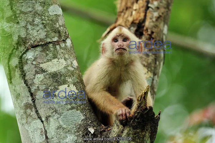 : White-fronted Capuchin Tambopata-Candamo Nature : White-fronted Capuchin Tambopata-Candamo Nature