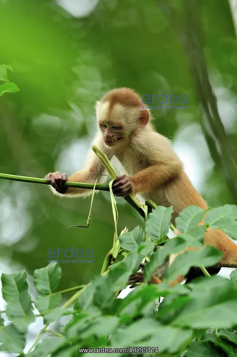 : White-fronted Capuchin Tambopata-Candamo Nature : White-fronted Capuchin Tambopata-Candamo Nature