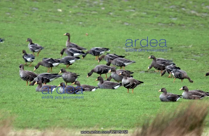 : White-fronted Geese : White-fronted Geese