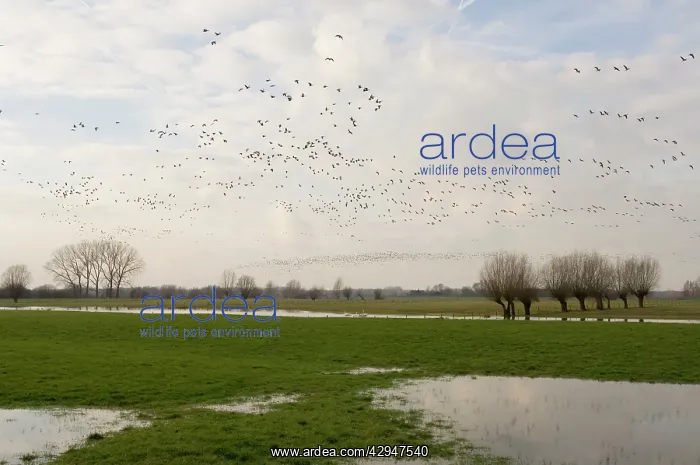 : White-fronted geese in flight : White-fronted geese in flight