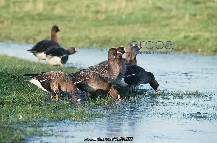 : White-Fronted GEESE - group, feeding at waters edge : White-Fronted GEESE - group, feeding at waters edge