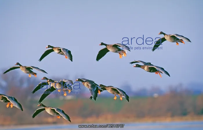 : White-Fronted GEESE - group about to land : White-Fronted GEESE - group about to land