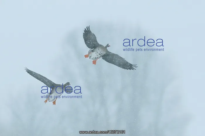 : White-fronted Goose : White-fronted Goose