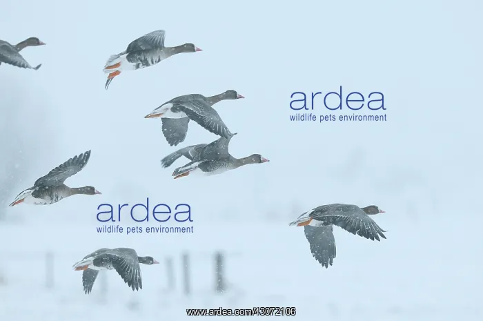 : White-fronted Goose : White-fronted Goose