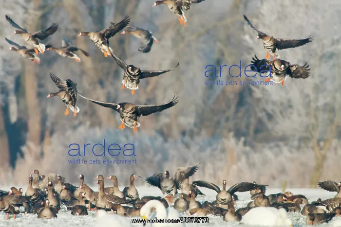 : White-fronted Goose : White-fronted Goose