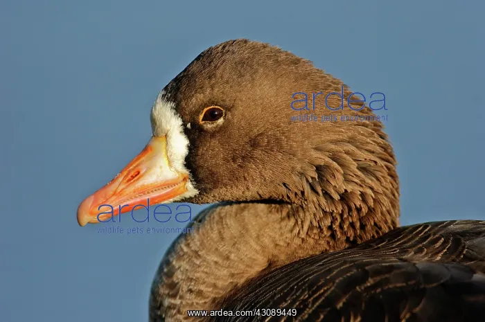  : White-fronted Goose