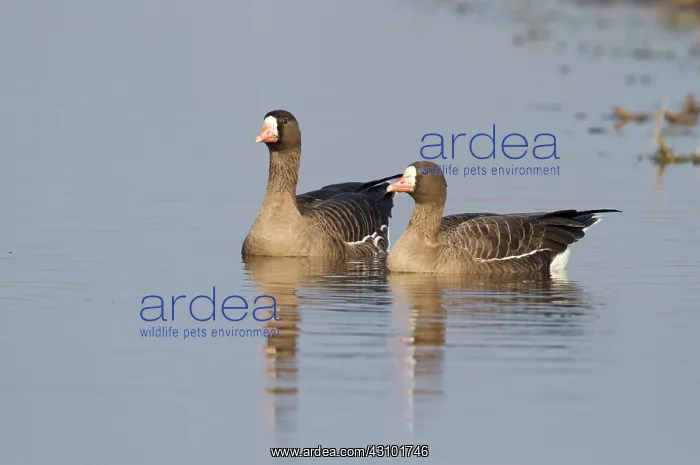 : White-fronted Goose : White-fronted Goose