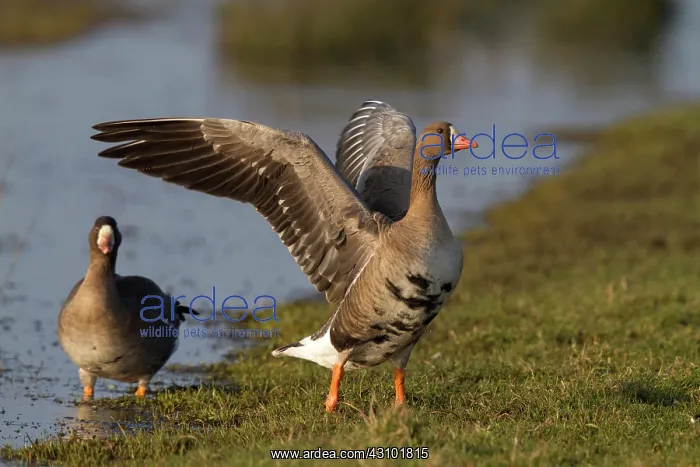 : White-fronted Goose : White-fronted Goose