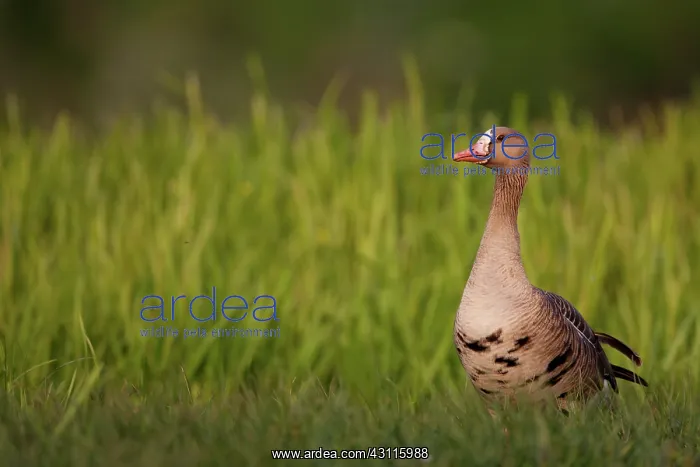 : White-fronted Goose : White-fronted Goose