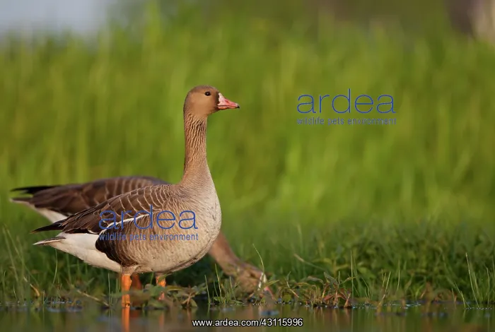 : White-fronted Goose : White-fronted Goose