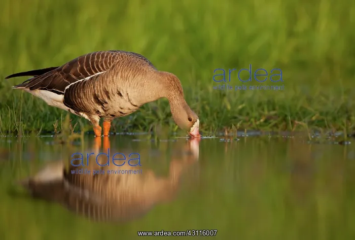 : White-fronted Goose : White-fronted Goose