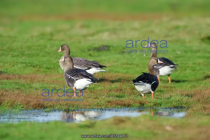 : White-fronted Goose : White-fronted Goose
