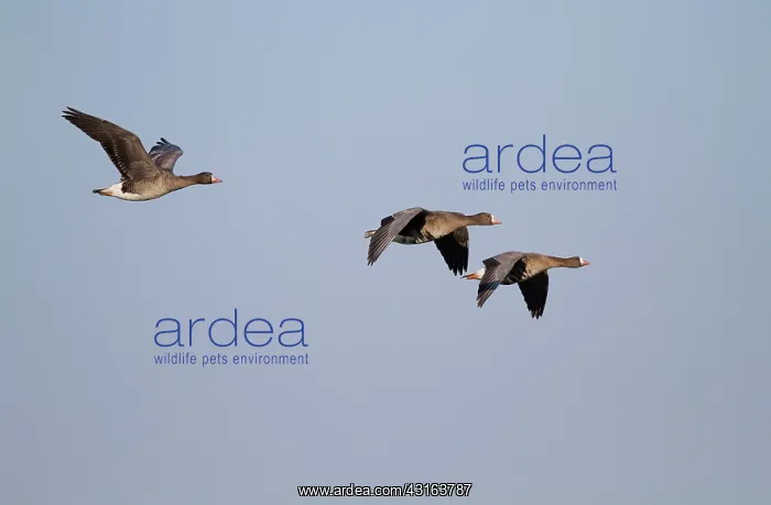 : White-fronted Goose : White-fronted Goose