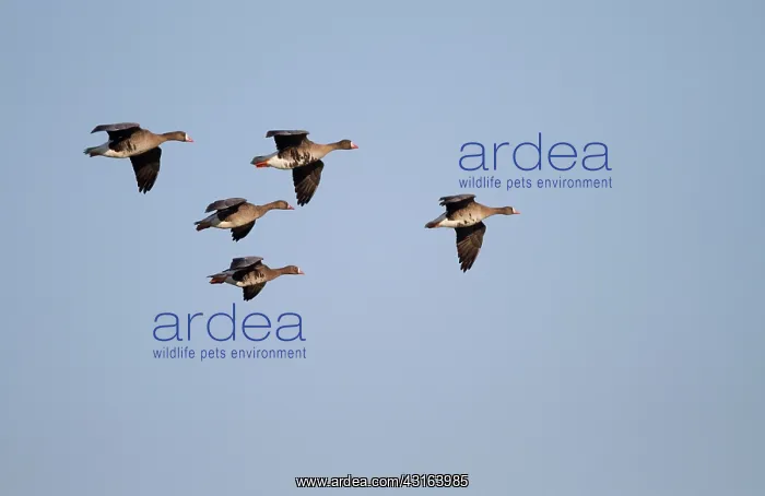 : White-fronted Goose : White-fronted Goose