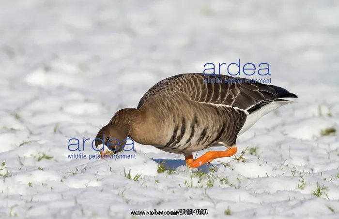 : White-fronted Goose : White-fronted Goose